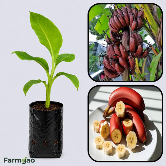 Zebrina Banana Healthy Sweet Tissue Cultured Fruit Plant