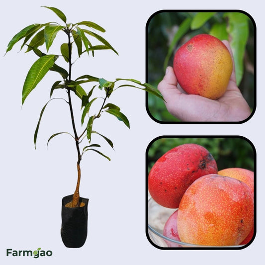 Zill Mango Aam Grafted Healthy Fruit Plant