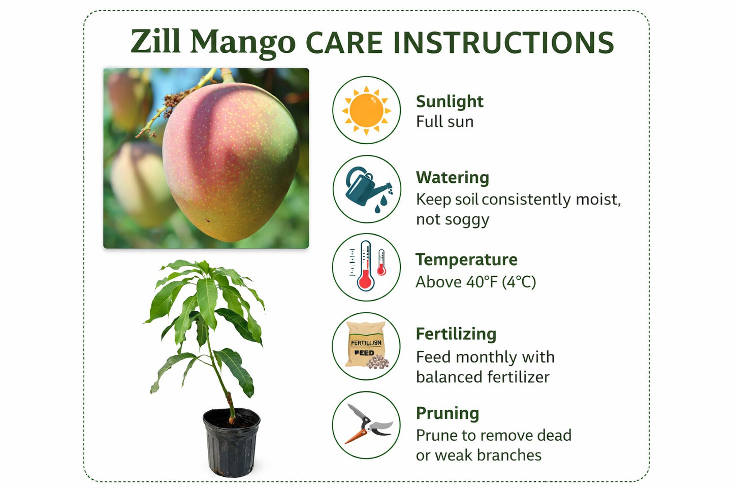 Zill Mango Aam Grafted Healthy Fruit Plant