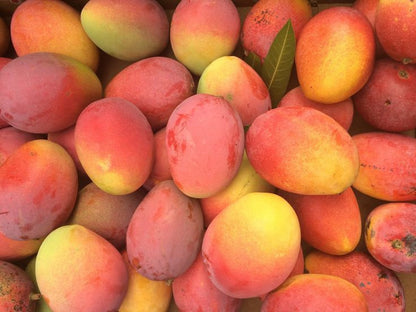 Zill Mango Aam Grafted Healthy Fruit Plant