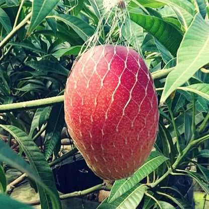 Miyazaki Egg Of Sun Taiyo No Tamago Mango Grafted Hybrid Plant