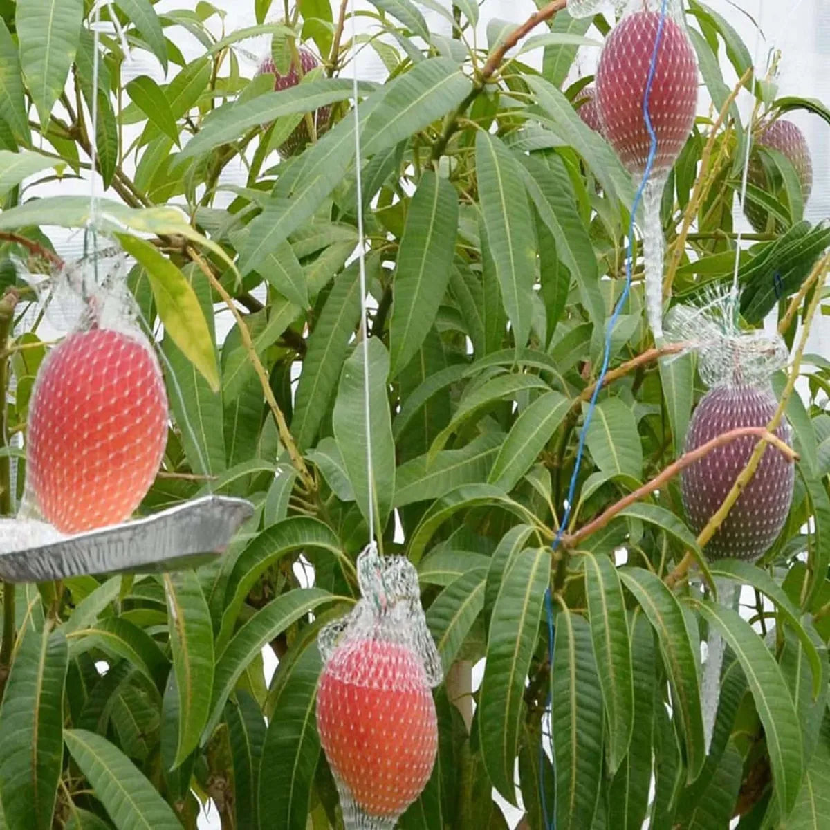 Miyazaki Egg Of Sun Taiyo No Tamago Mango Grafted Hybrid Plant