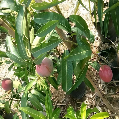 Miyazaki Egg Of Sun Taiyo No Tamago Mango Grafted Hybrid Plant