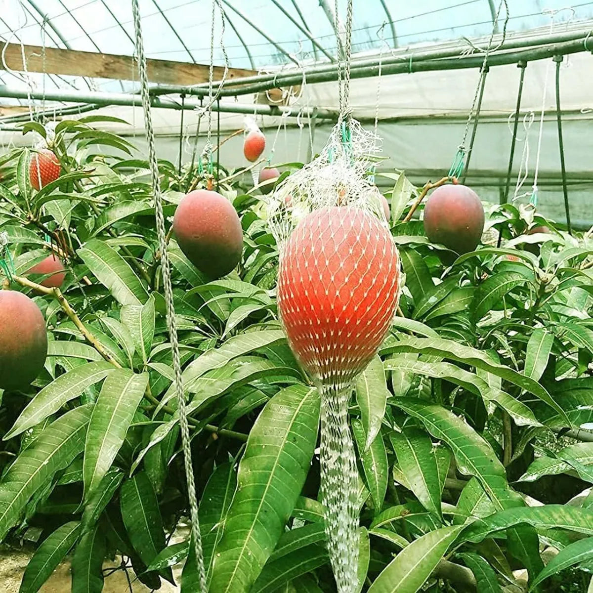 Miyazaki Egg Of Sun Taiyo No Tamago Mango Grafted Hybrid Plant