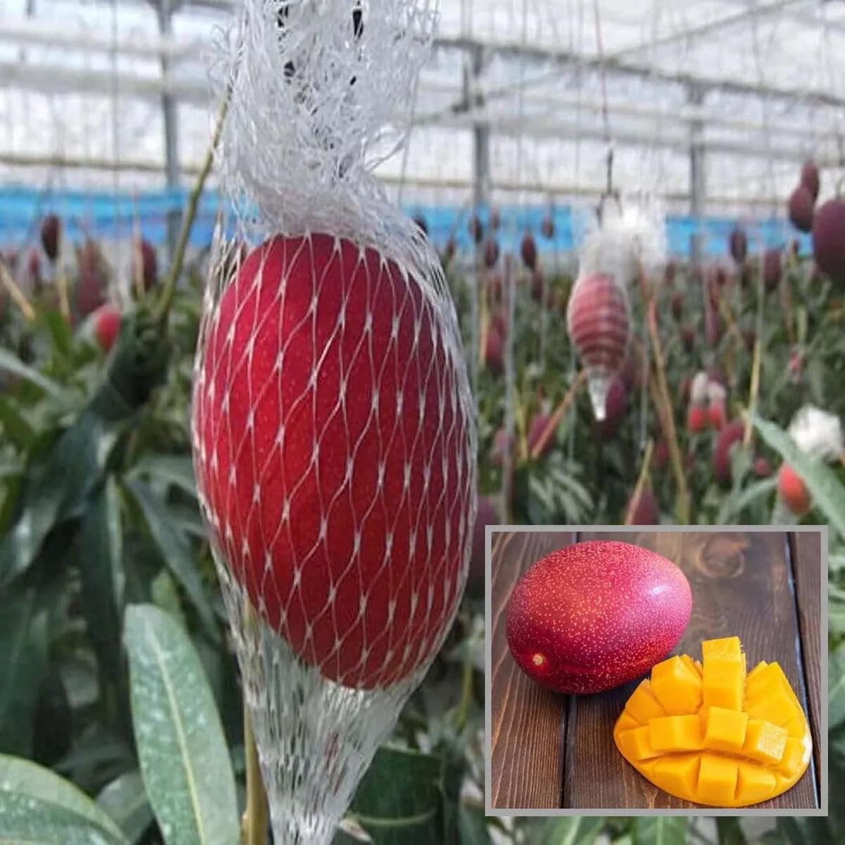 Miyazaki Egg Of Sun Taiyo No Tamago Mango Grafted Hybrid Plant