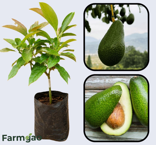Zutano Avocado Grafted Healthy Fruit Plant