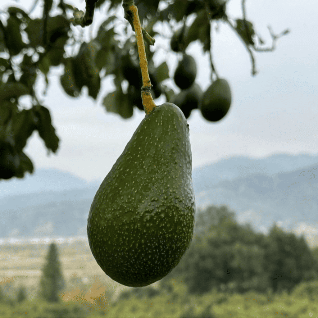 Zutano Avocado Grafted Healthy Fruit Plant