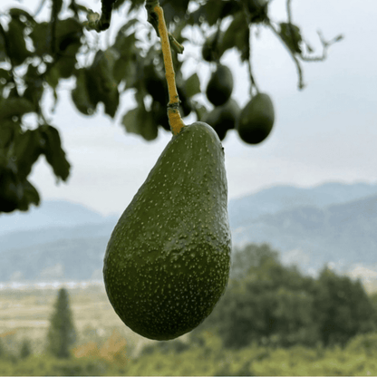 Zutano Avocado Grafted Healthy Fruit Plant