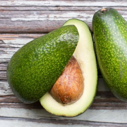 Zutano Avocado Grafted Healthy Fruit Plant