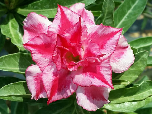 Adenium Obesum Desert Rose Grafted Flowers Plant (pack of 4)