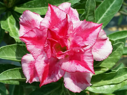 Adenium Obesum Desert Rose Grafted Flowers Plant (pack of 4)