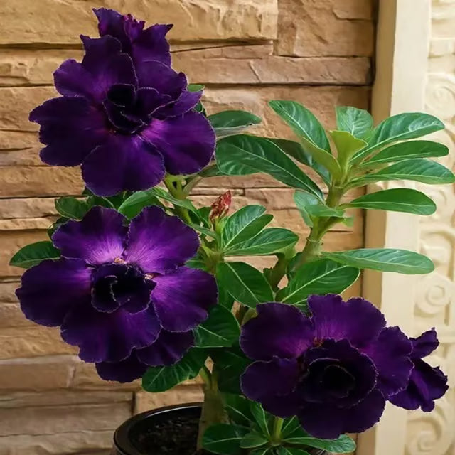 Adenium Obesum Desert Rose Grafted Flowers Plant (pack of 4)