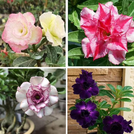 Adenium Obesum Desert Rose Grafted Flowers Plant (pack of 4)