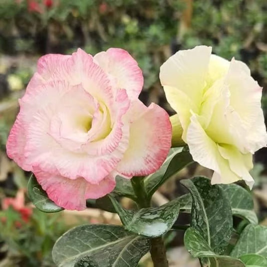 Adenium Obesum Desert Rose Grafted Flowers Plant (pack of 4)