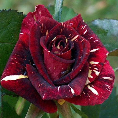 Deep Red Crimson Rose Fragrant Flower Plant