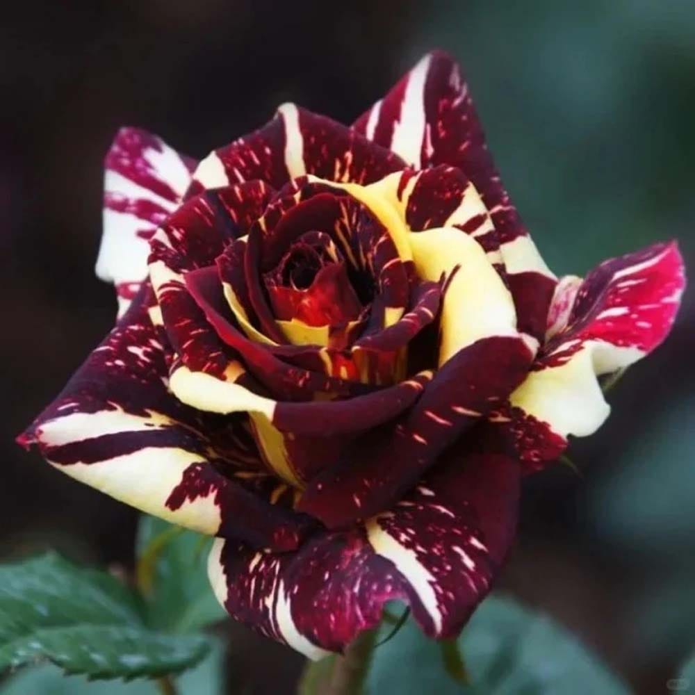 Deep Red Crimson Rose Fragrant Flower Plant