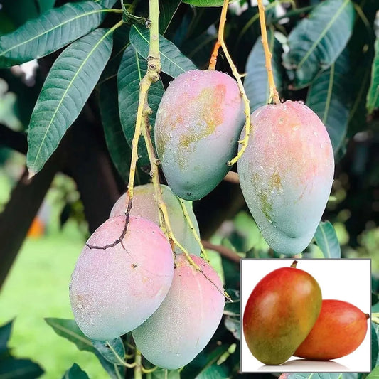 Arunika Mango Grafted Hybrid Plant