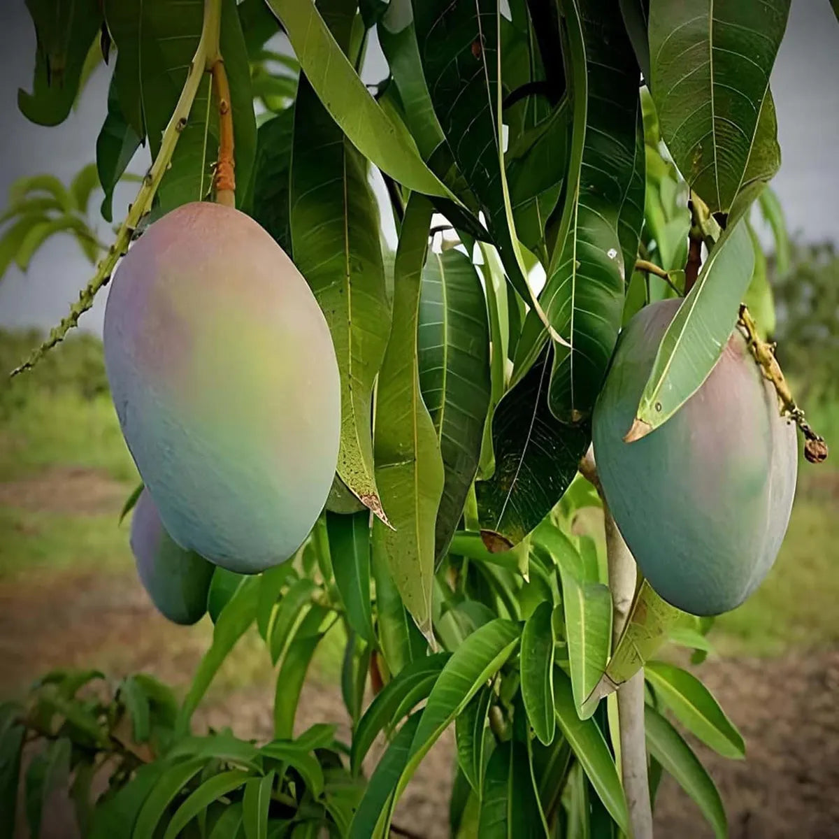 Gopal Dhoka Mango Grafted Hybrid Plant