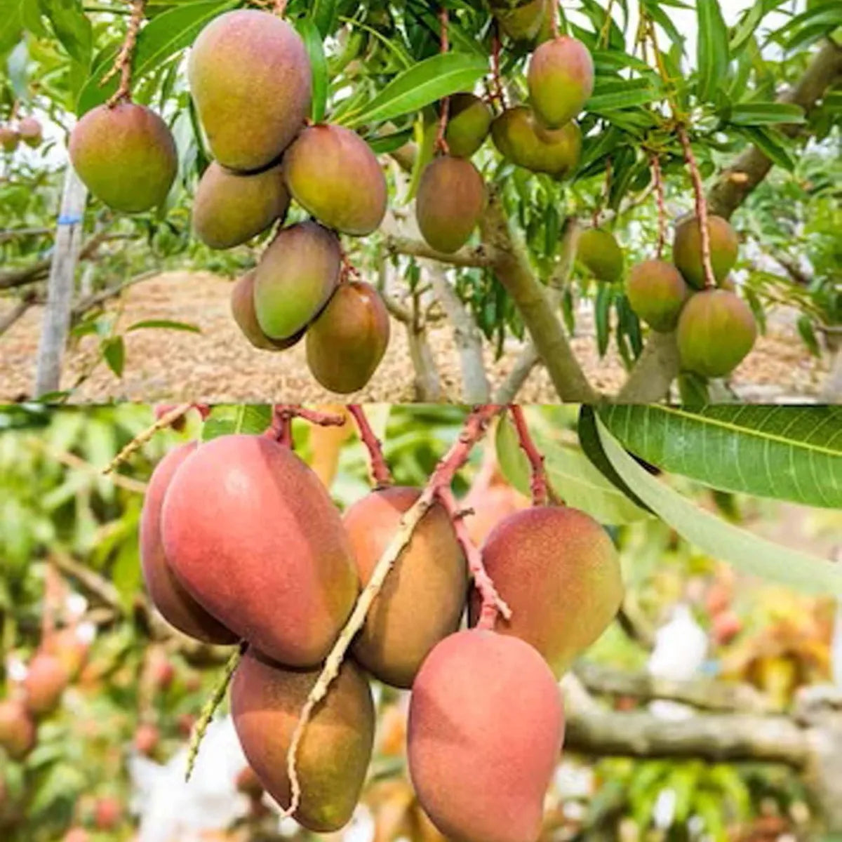 Arunika Mango Grafted Hybrid Plant