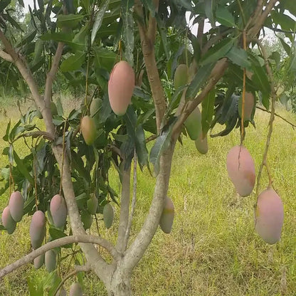 Pusa Arunika Mango Grafted Hybrid Plant