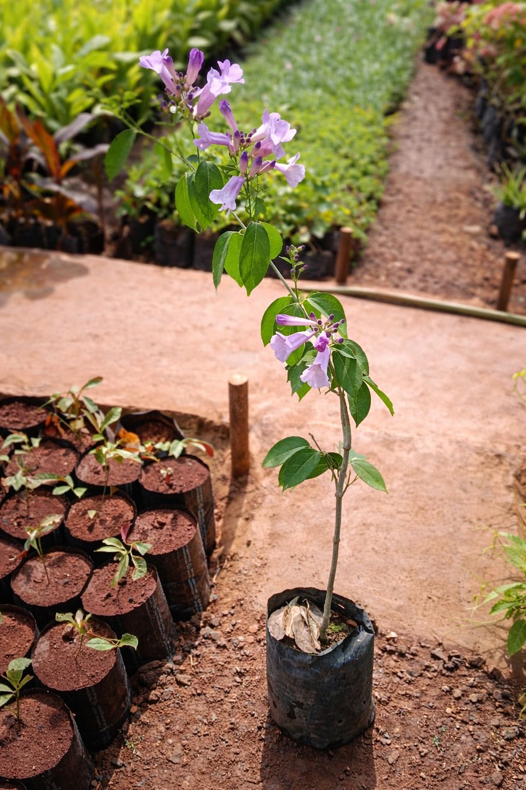 Garlic Vine Flower Plant