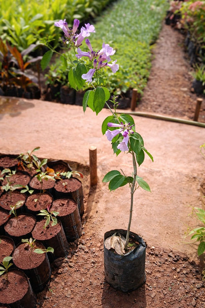 Garlic Vine Flower Plant
