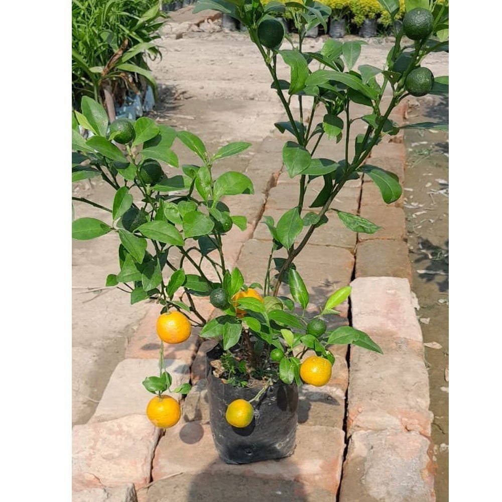 China Orange Santra Grafted Fruit Plant