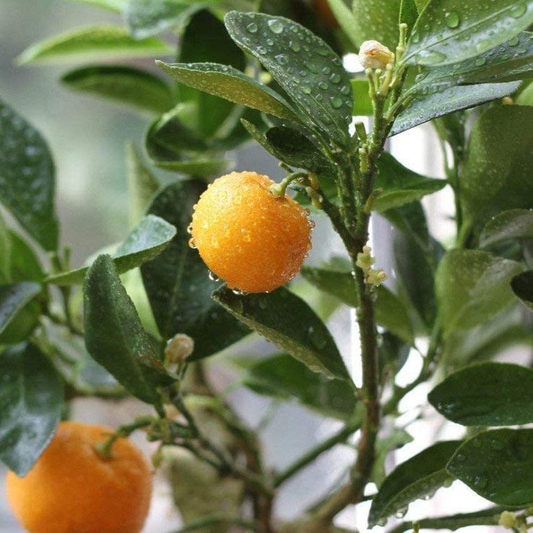 China Orange Santra Grafted Fruit Plant