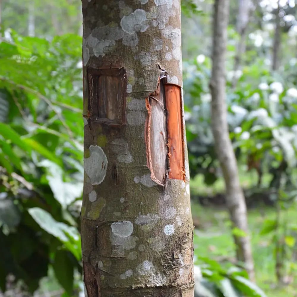 Dal Chini Karuvapatta Cinnamon Spice Plant (1.5-3 Feet Height)