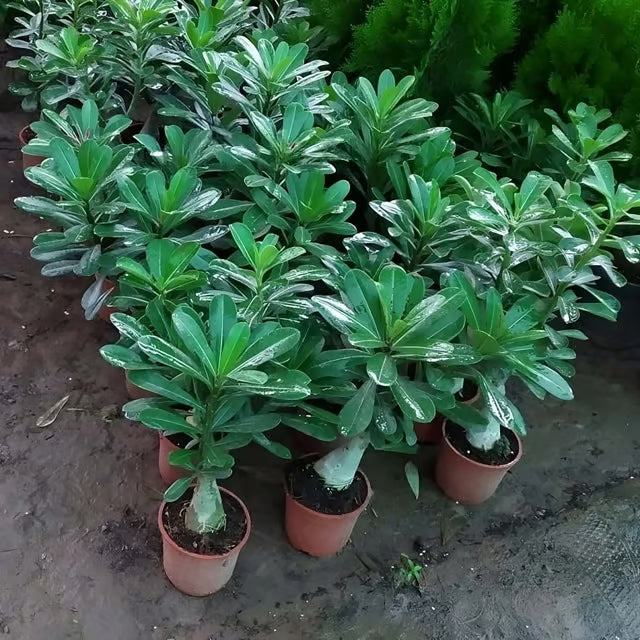 Hybrid Rosey Variety Adenium Obesum Desert Rose Grafted Flowers Plant