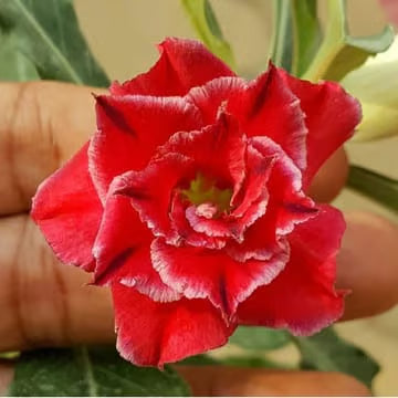Hybrid Rosey Variety Adenium Obesum Desert Rose Grafted Flowers Plant