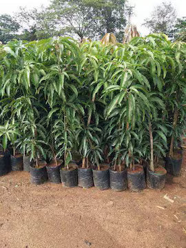 Pairi Mango Grafted Hybrid Plant