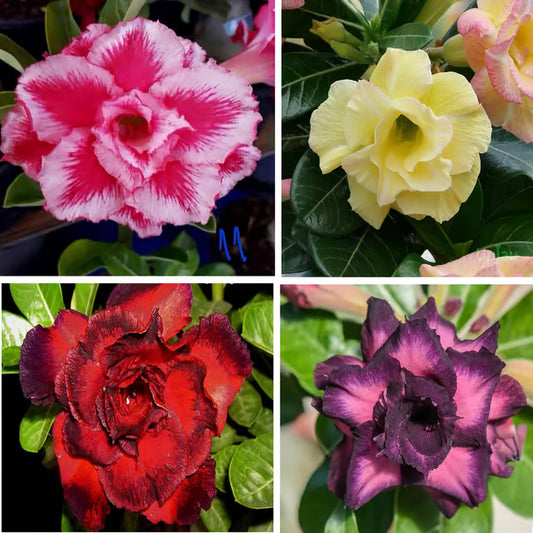 Adenium Obesum Desert Rose Grafted Flowers Plant (pack of 4)