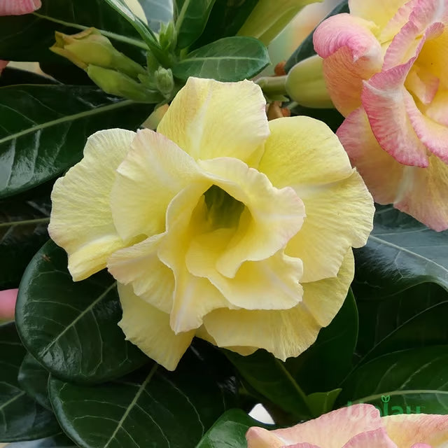 Adenium Obesum Desert Rose Grafted Flowers Plant (pack of 4)