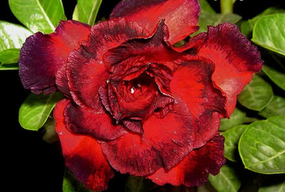 Adenium Obesum Desert Rose Grafted Flowers Plant (pack of 4)