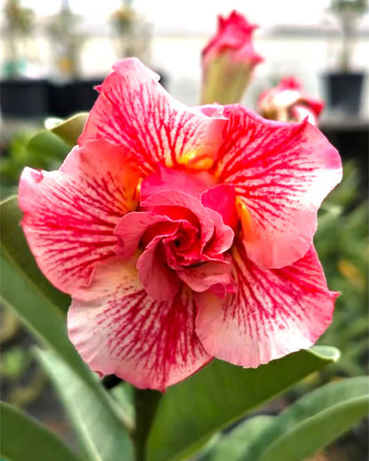 Rosey Variety Adenium Obesum Desert Rose Grafted Flowers Plant
