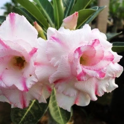Hybrid Rosey Variety Adenium Obesum Desert Rose Grafted Flowers Plant
