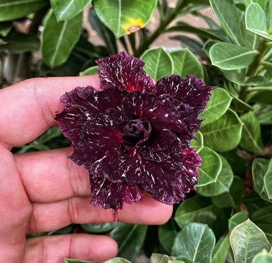 Rosey Variety Adenium Obesum Desert Rose Grafted Flowers Plant