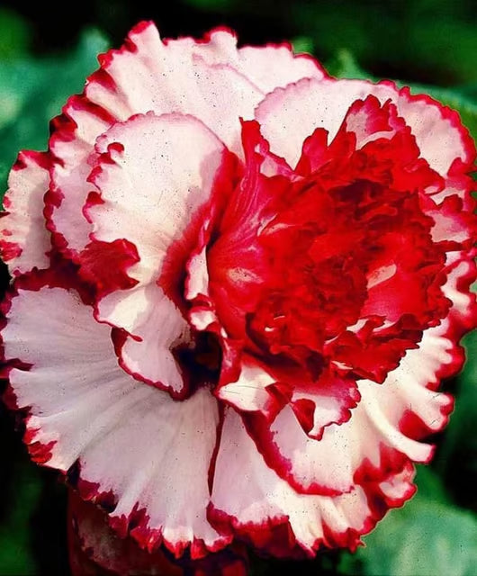 Rosey Verity Adenium Obesum Desert Rose Grafted Flowers Plant