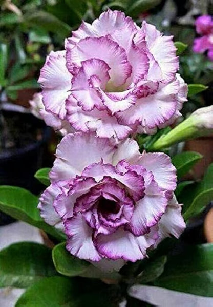 Rosey Verity Adenium Obesum Desert Rose Grafted Flowers Plant