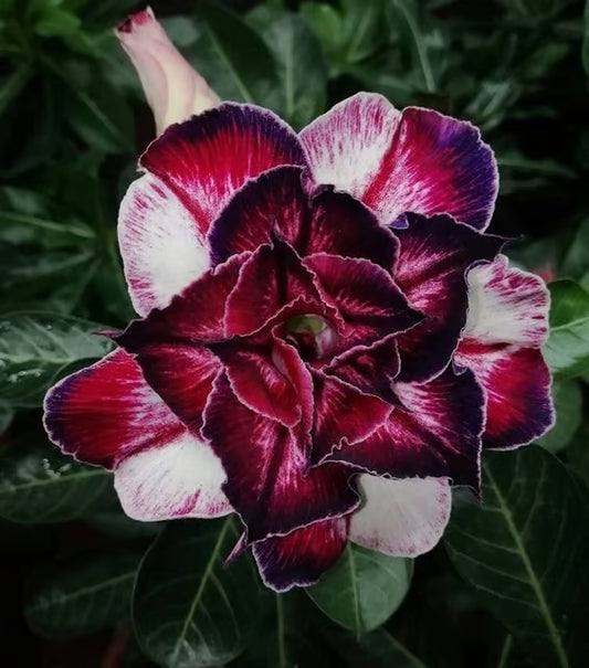 Hybrid Rosey Adenium Obesum Desert Rose Grafted Flowers Plant