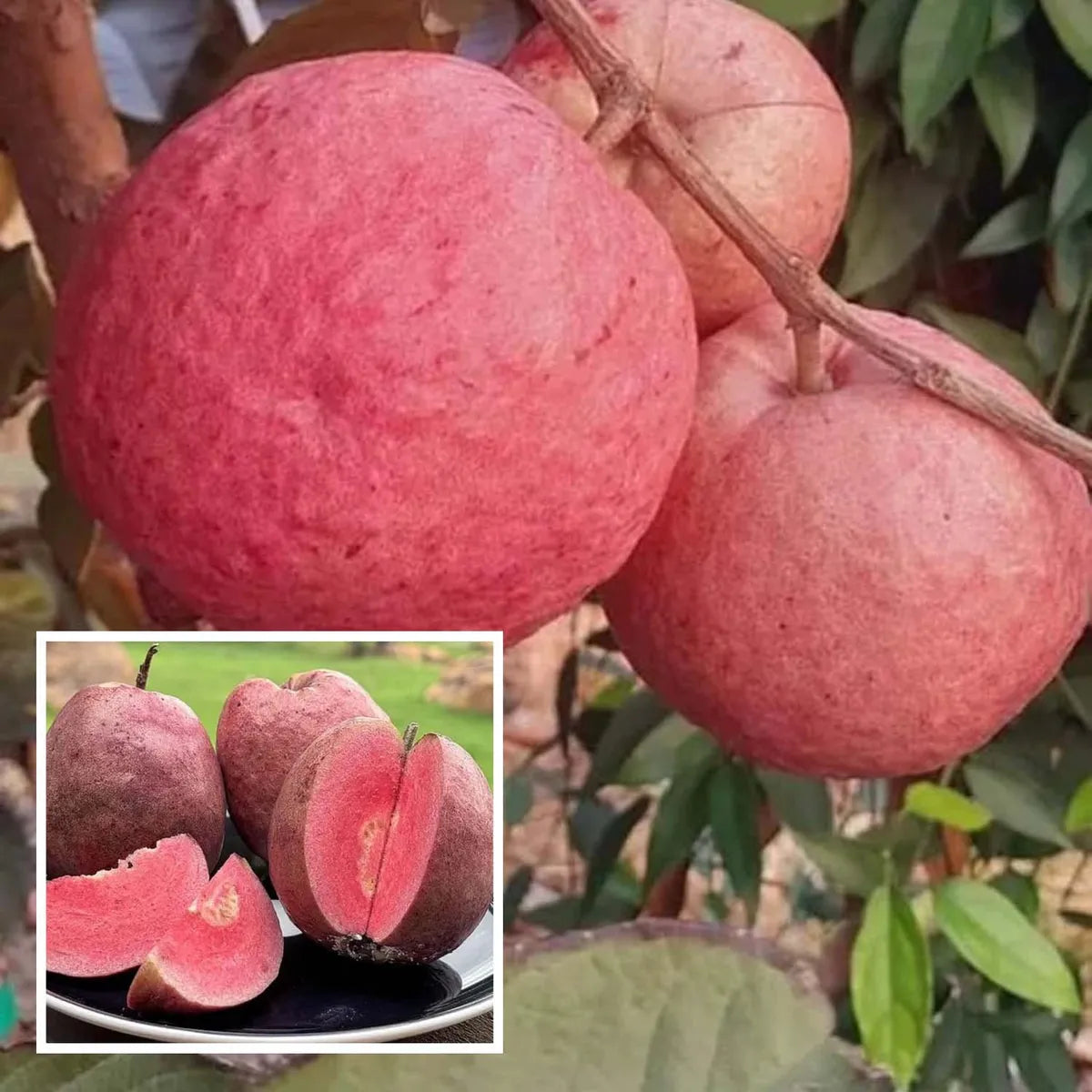 Black Diamond Guava Hybrid Air Layered Plant