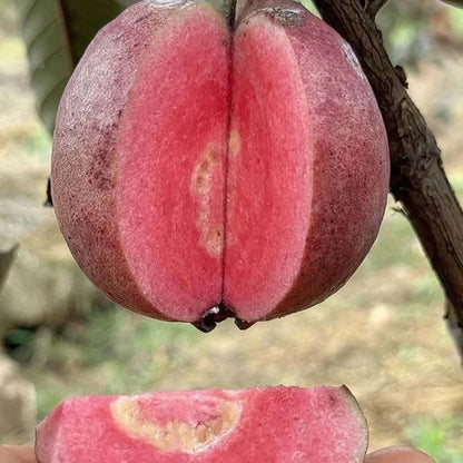 Black Diamond Guava Hybrid Air Layered Plant