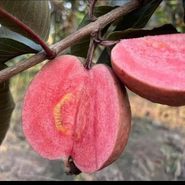 Black Diamond Guava Layering/Grafted Fruit Plant