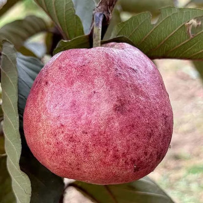 Black Diamond Guava Layering/Grafted Fruit Plant