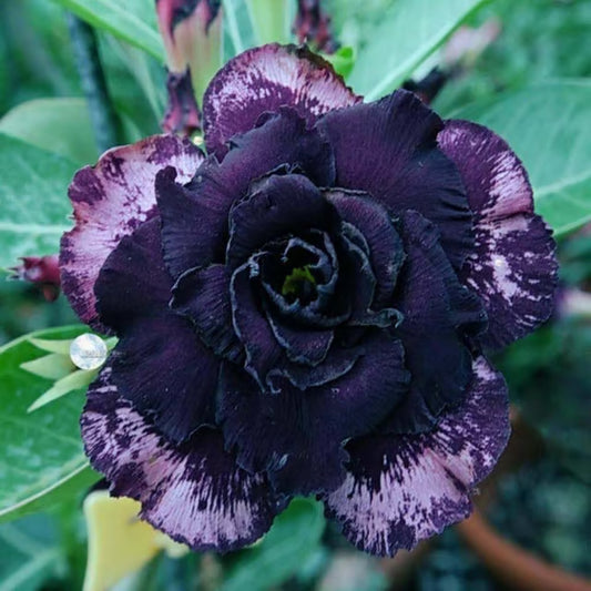 Hybrid Rosey Variety Adenium Obesum Desert Rose Grafted Flowers Plant