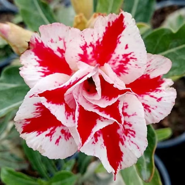 Hybrid Rosey Adenium Obesum Desert Rose Grafted Flowers Plant