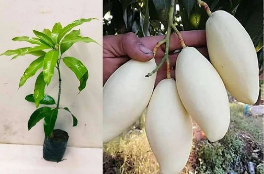 Thailand White Mango Grafted Hybrid Plant