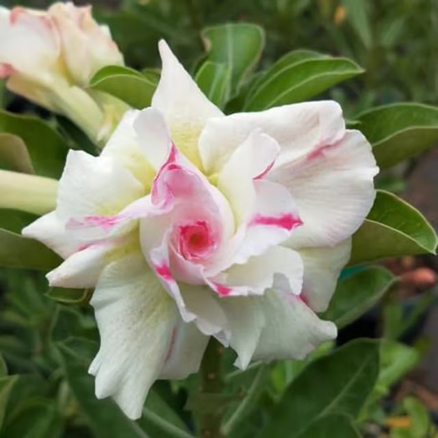 Adenium Obesum Desert Rose Grafted Flowers Plant (pack of 5)