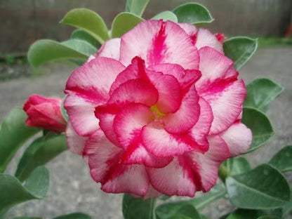Adenium Obesum Desert Rose Grafted Flowers Plant (pack of 5)